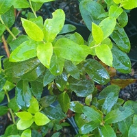 Gaultheria wisleyensis 